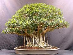 149 BONZAI A MAULEVRIER 2016_000022